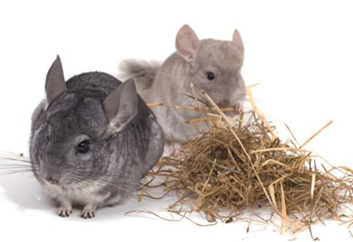 Le chinchilla (Chinchilla brevicaudata, Chinchilla lanigera)