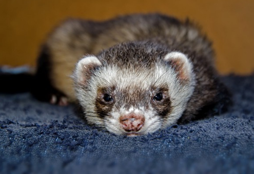 Le furet