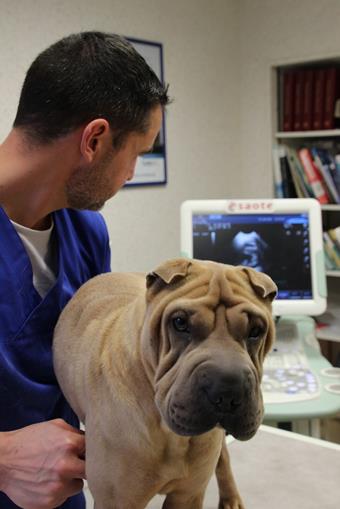 Echographie, clinique vétérinaire des iles