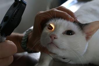 Examen ophtalmologique pour chat, clinique vétérinaire des iles