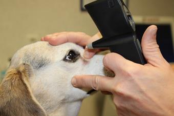 Examen ophtalmologique pour chien, clinique vétérinaire des iles