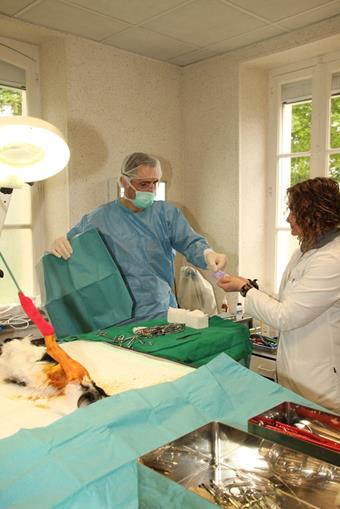 Chirurgie, clinique vétérinaire des iles